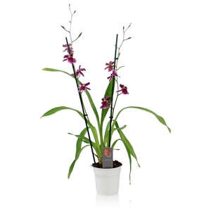 Inca Cambria Blossomfalls 2 spike