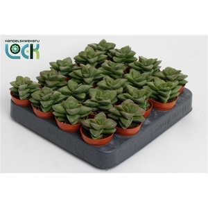 Crassula Spring Time