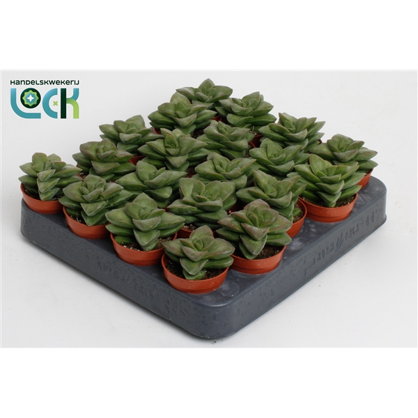 <h4>Crassula Spring Time</h4>
