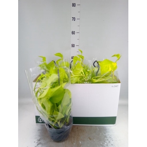 Epipremnum pinn. 'Golden Pothos' HG