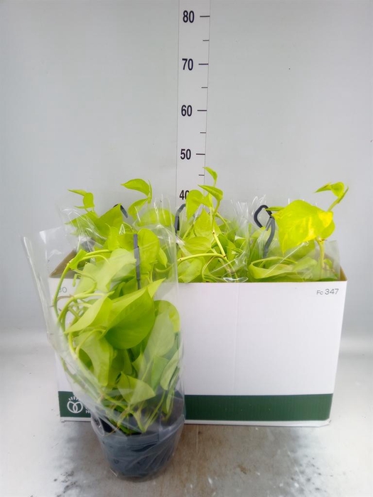 <h4>Epipremnum pinn. 'Golden Pothos' HG</h4>