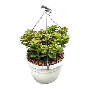 CRASSULA OVATA PORTULACEA MINI IN HANGING BASKET Ø16 - ECO-FRIENDLY TRAY3 PCS (SUCCULENTEN)