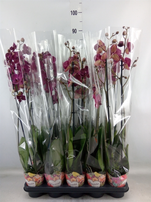 <h4>Phalaenopsis  'Ant Montreux'</h4>