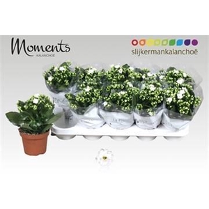 KAL GE STELLAR WHITE