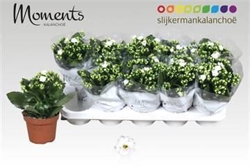 <h4>KAL GE STELLAR WHITE</h4>