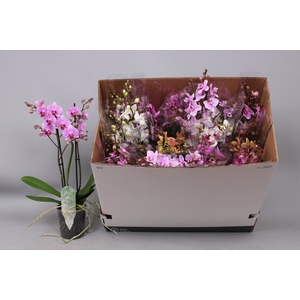 PHAL MF GEM 8 KL