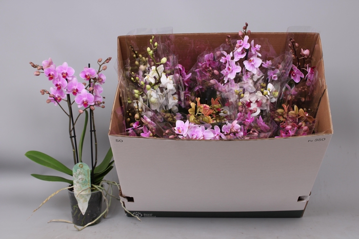 <h4>PHAL MF GEM 8 KL</h4>