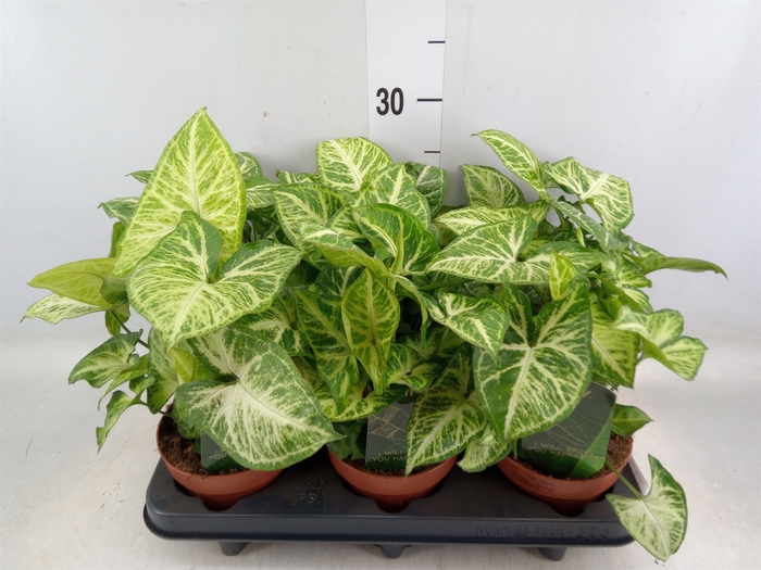 <h4>Syngonium  'Arrow'</h4>