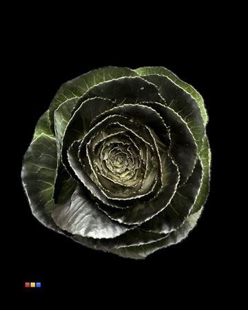 <h4>Brassica Black</h4>