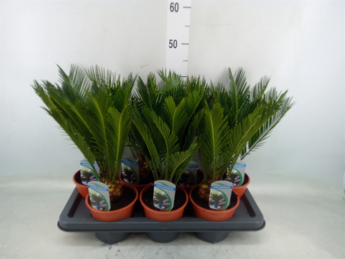 <h4>Cycas revoluta</h4>