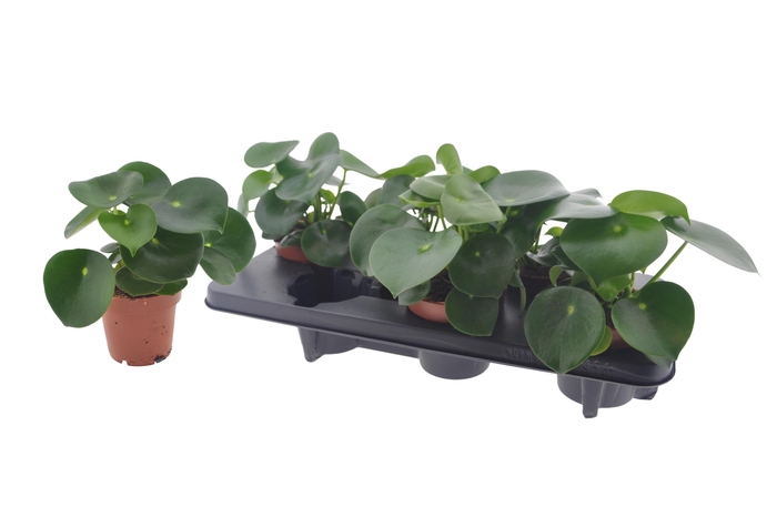 Pep Polybot Raindrop