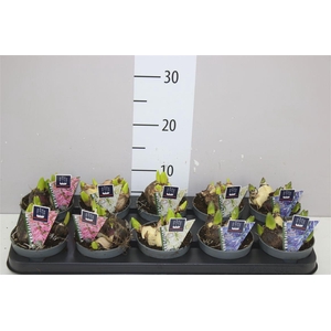 Hyacinthus Multiflora Gemengd