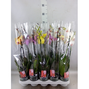 Phalaenopsis   ...mix