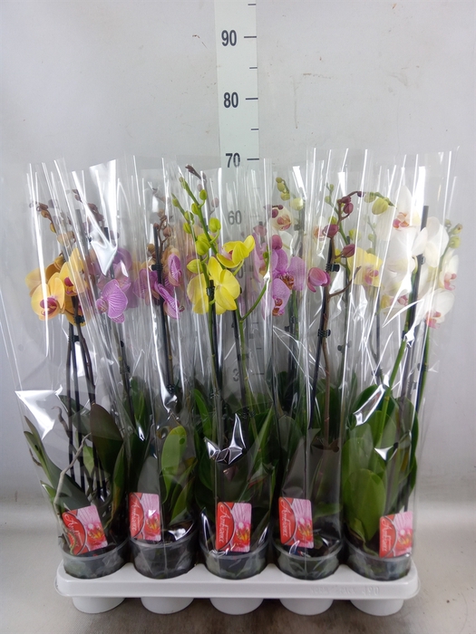 <h4>Phalaenopsis   ...mix</h4>