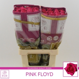 Rosa gr Pink Floyd!