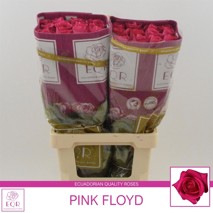 <h4>Rosa gr Pink Floyd!</h4>