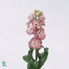 Matthiola Lucinda Antique Rose