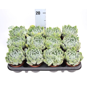 Echeveria setosa