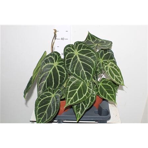 ** Anthu Crystallinum Xxl ** Promo