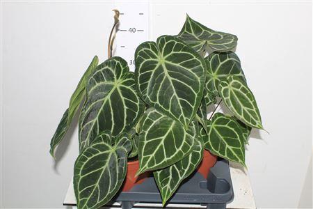 <h4>** Anthu Crystallinum Xxl ** Promo</h4>