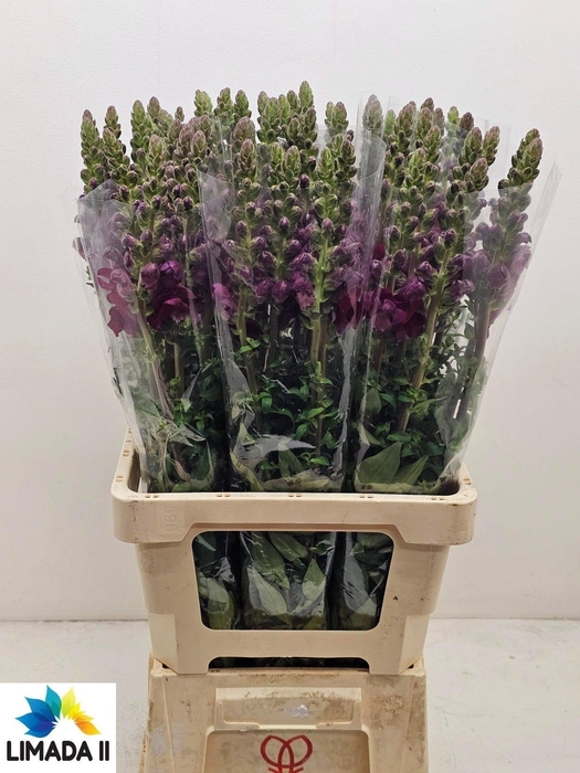 <h4>ANTIR POTO RED</h4>