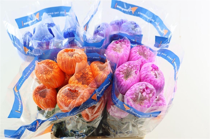 <h4>Chr G Kbh Tinted Mix</h4>