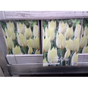 Tulipa   ...flowerbulbs