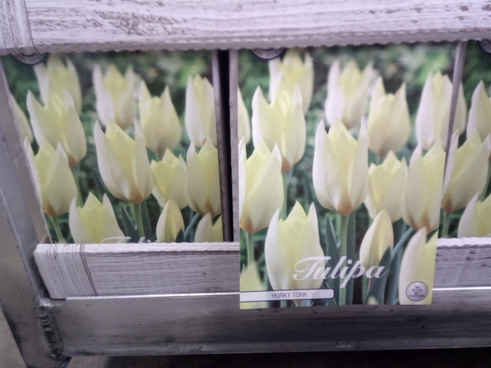 Tulipa   ...flowerbulbs