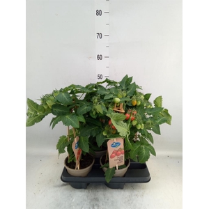 Solanum lycopersicum   ...