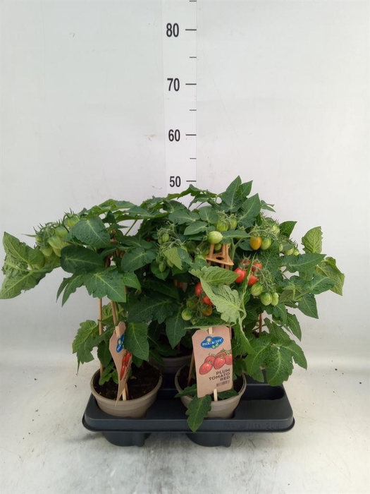 <h4>Solanum lycopersicum   ...</h4>