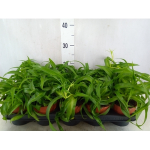 Chlorophytum com. 'Green Bonnie'