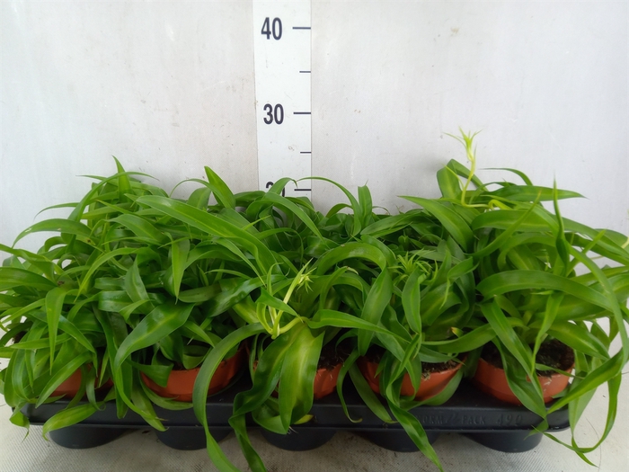 <h4>Chlorophytum com. 'Green Bonnie'</h4>