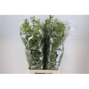 Spirea White 200gr P Bunch
