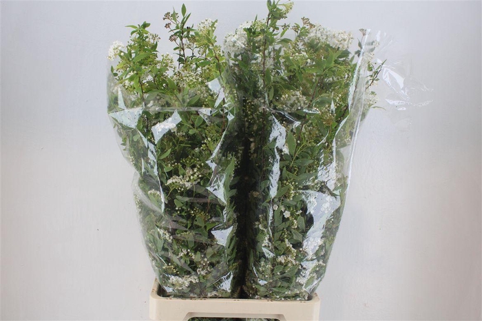 <h4>Spirea White 200gr P Bunch</h4>