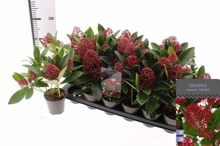 <h4>SKIM J RUBELLA</h4>