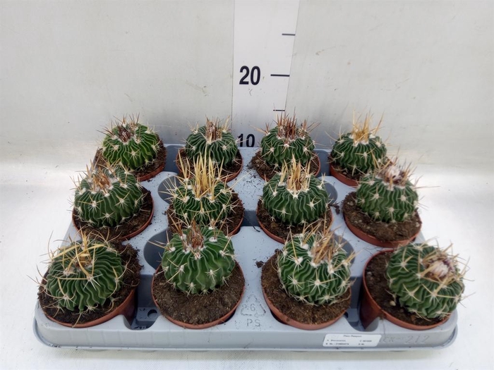 <h4>Cactus   ...</h4>