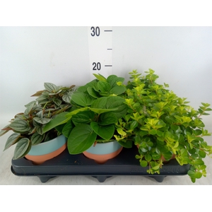 Planten  ..mix