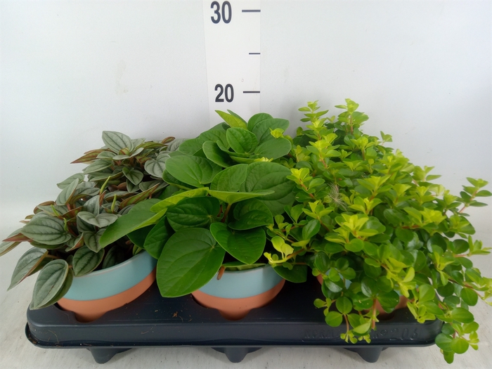 <h4>Planten  ..mix</h4>
