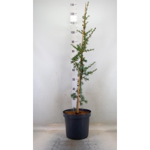 Cedrus libani 'Glauca'