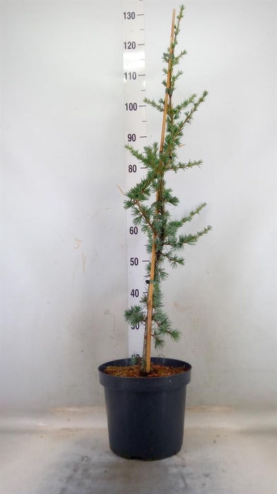 <h4>Cedrus libani 'Glauca'</h4>