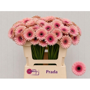 GERBERA MI 'PRADA'