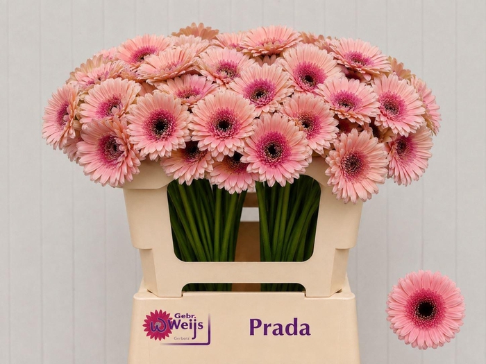 <h4>GERBERA MI 'PRADA'</h4>