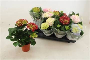 <h4>HYDRANGEA MIX 2+ P10</h4>