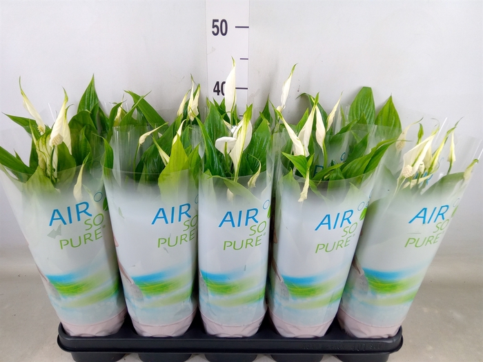 <h4>Spathiphyllum  'Bellini'</h4>