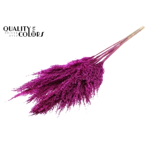 Pampas Grass 100cm 5st/bunch Lilac