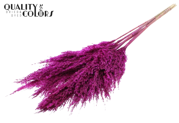 <h4>Pampas Grass 100cm 5st/bunch Lilac</h4>