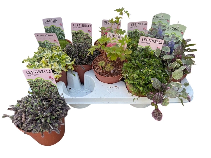 <h4>VASTE PLANTEN OV</h4>