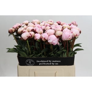 Paeonia Reine Hortense XXL