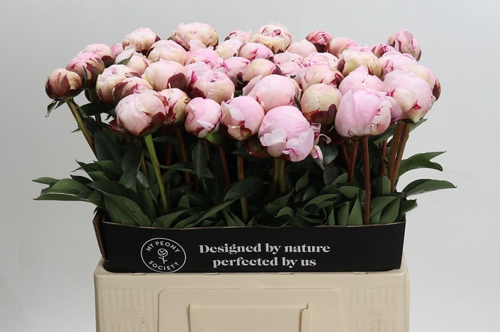 <h4>Paeonia Reine Hortense Xxl</h4>