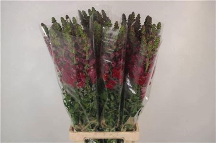 <h4>ANTIR POTO RED</h4>